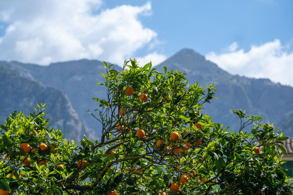 Mallorca in Spring